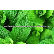 Good quality spearmint